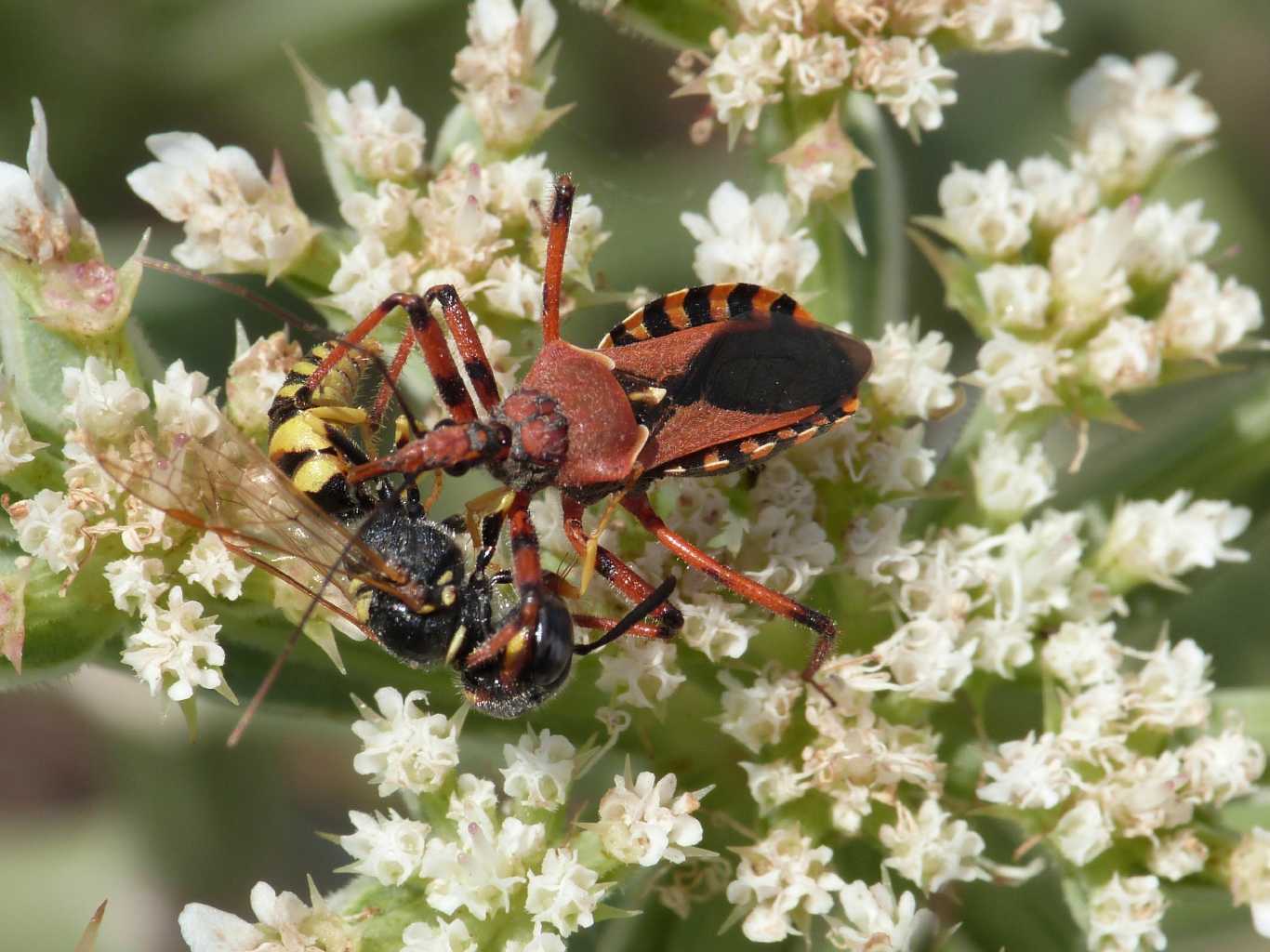 Rhinocoris erythropus con prede